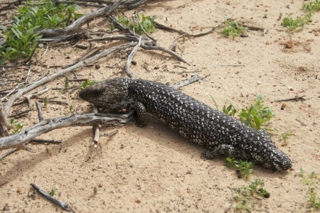 4 fun things to do at Adelaide’s bird sanctuary