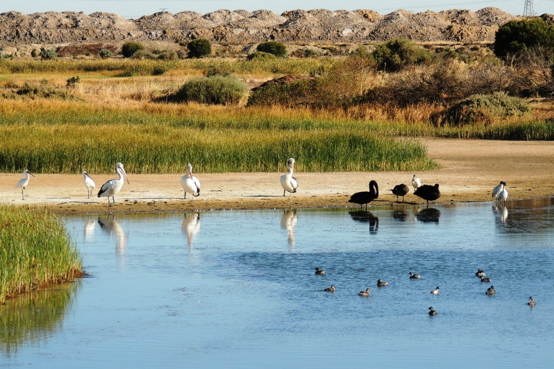 5 spots to birdwatch at Adelaide’s bird sanctuary