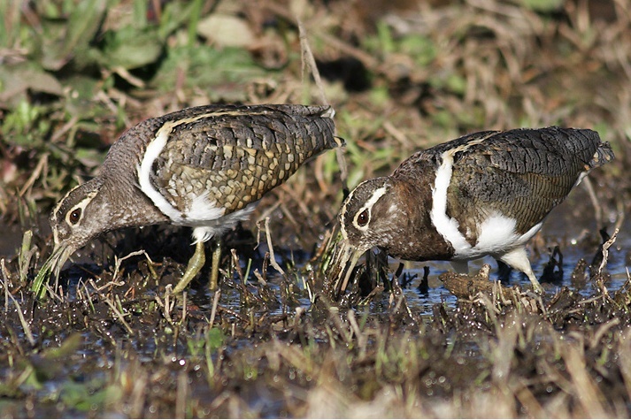 5 spots to birdwatch at Adelaide’s bird sanctuary