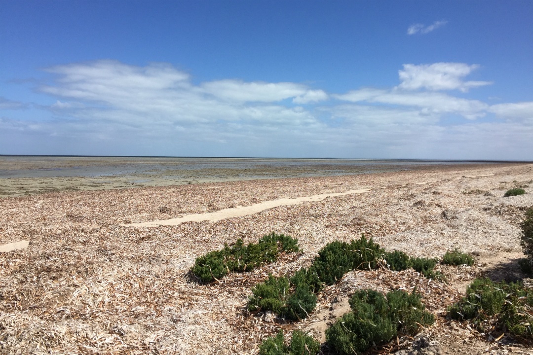 5 spots to birdwatch at Adelaide’s bird sanctuary