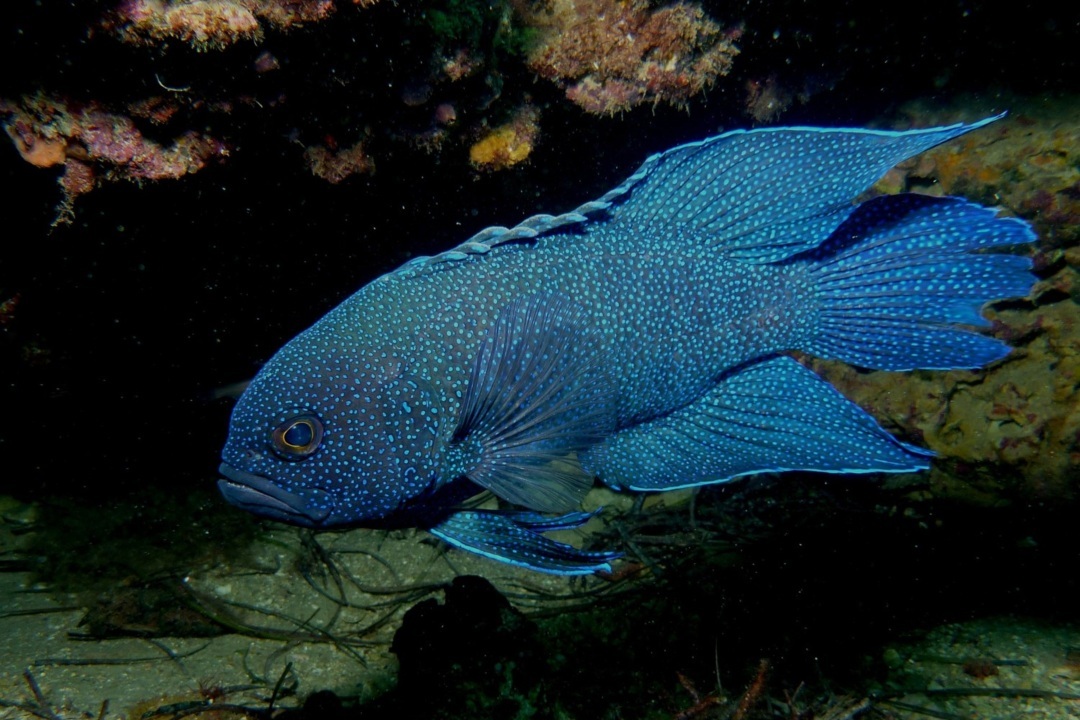 Where to dive in South Australia to see blue devil fish