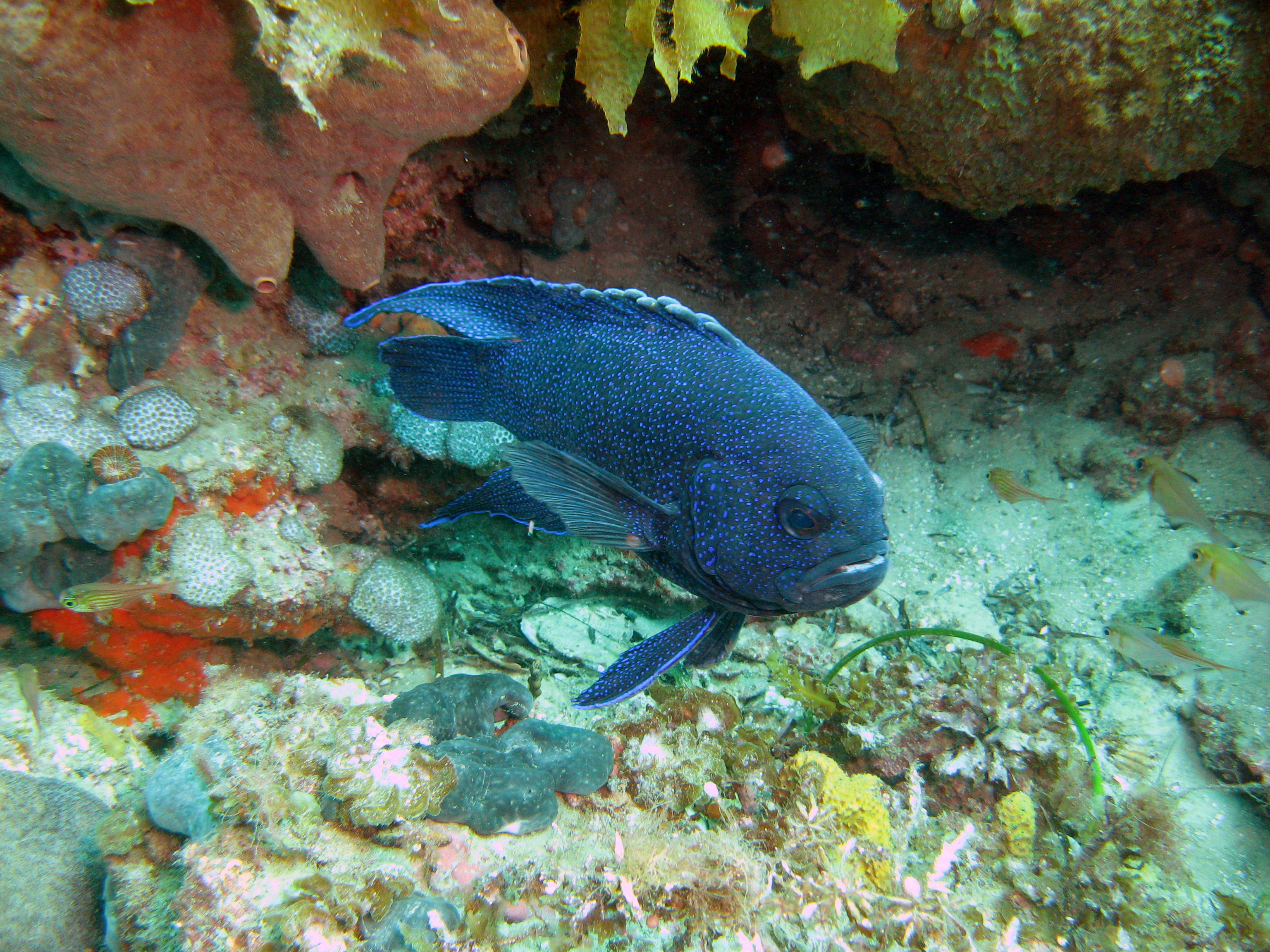 5 reef fish you’ll find in South Australia