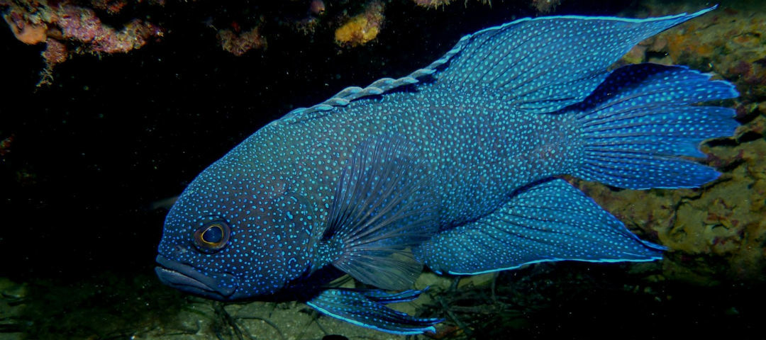 Celebrate South Australia’s marine life for World Oceans Day