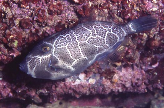 5 reef fish you’ll find in South Australia