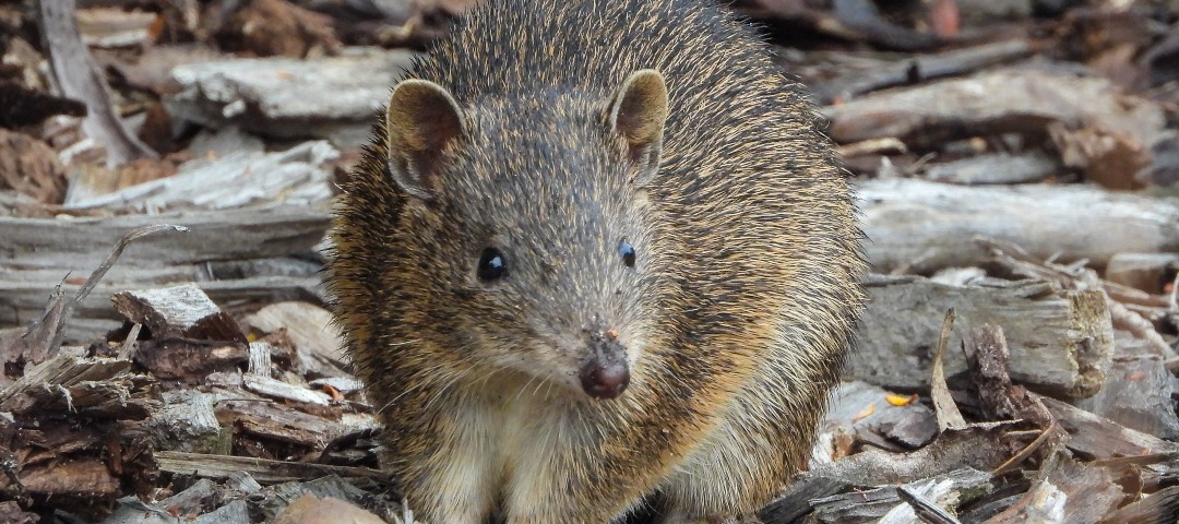 Friends' Tips: 5 Hidden treasures of Morialta and Black Hill Conservation Park