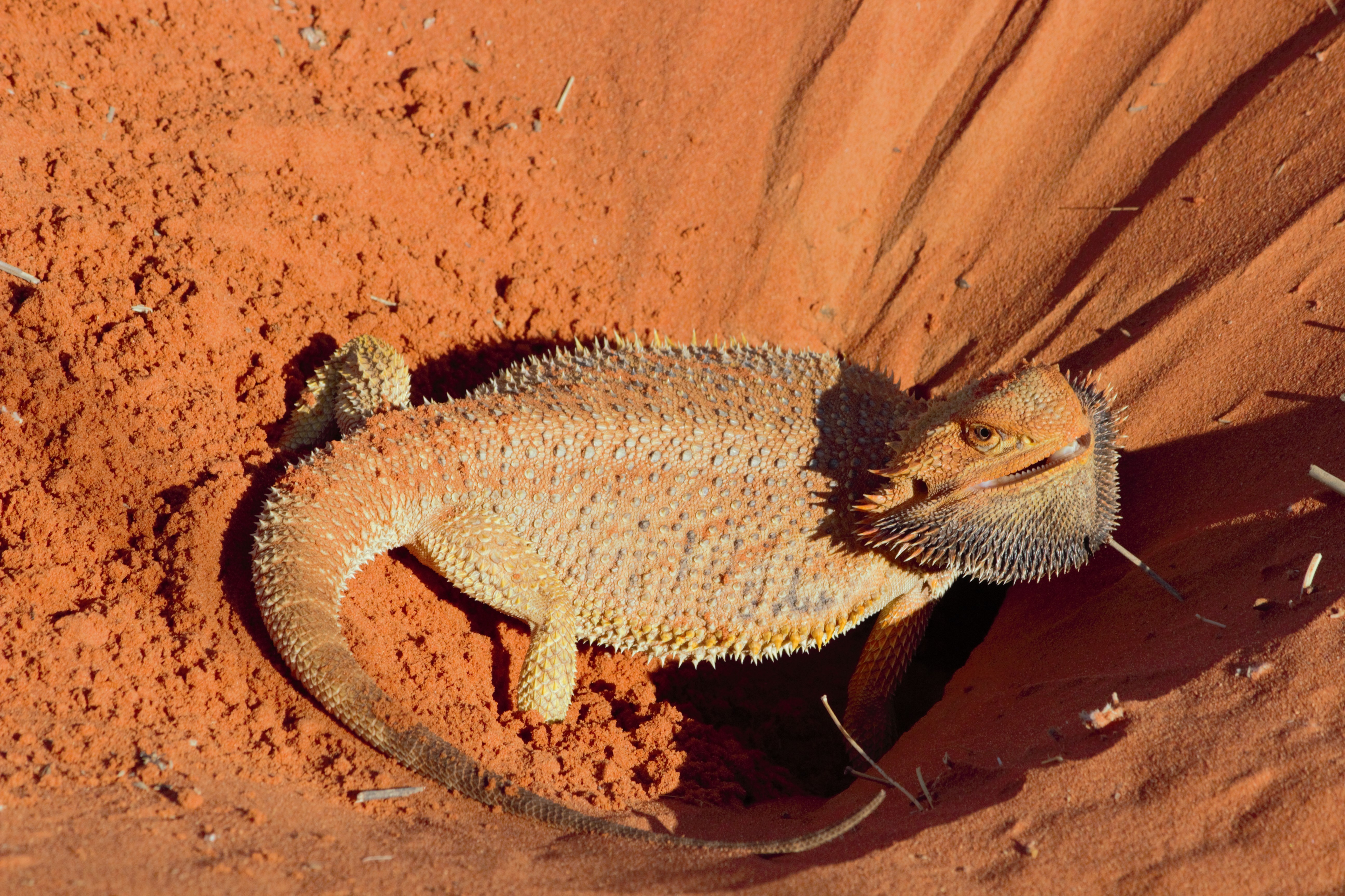 Where to find lizards in SA parks