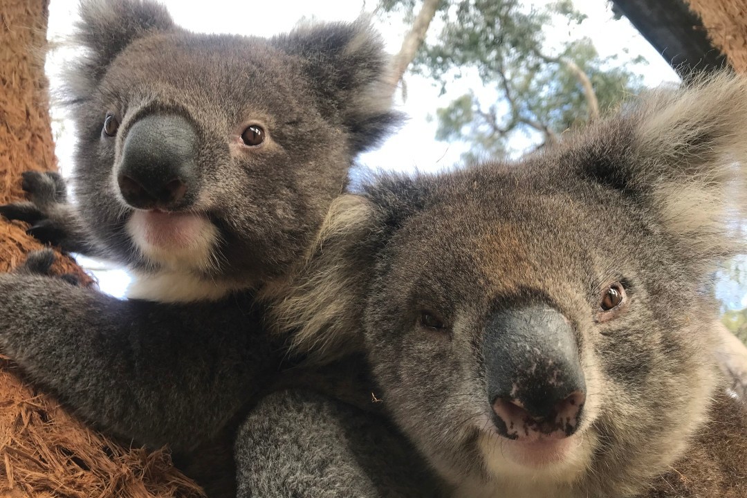 Find out how the koalas relocated to Cleland after South Australia’s bushfires are faring