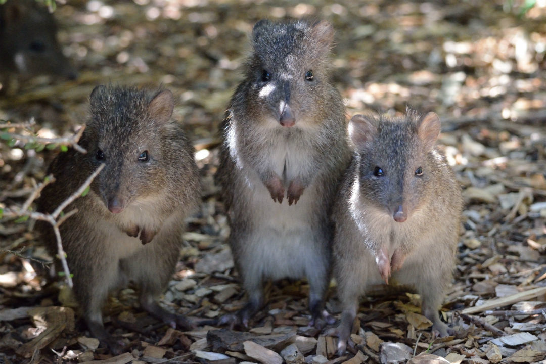 7 animals you can see on a Cleland night walk