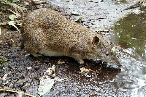 7 animals you can see on a Cleland night walk