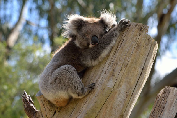 7 animals you can see on a Cleland night walk