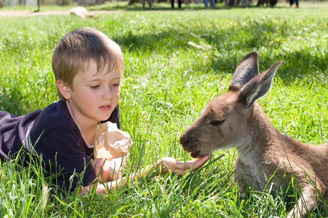 How to spend a day in South Australia’s Cleland Wildlife Park