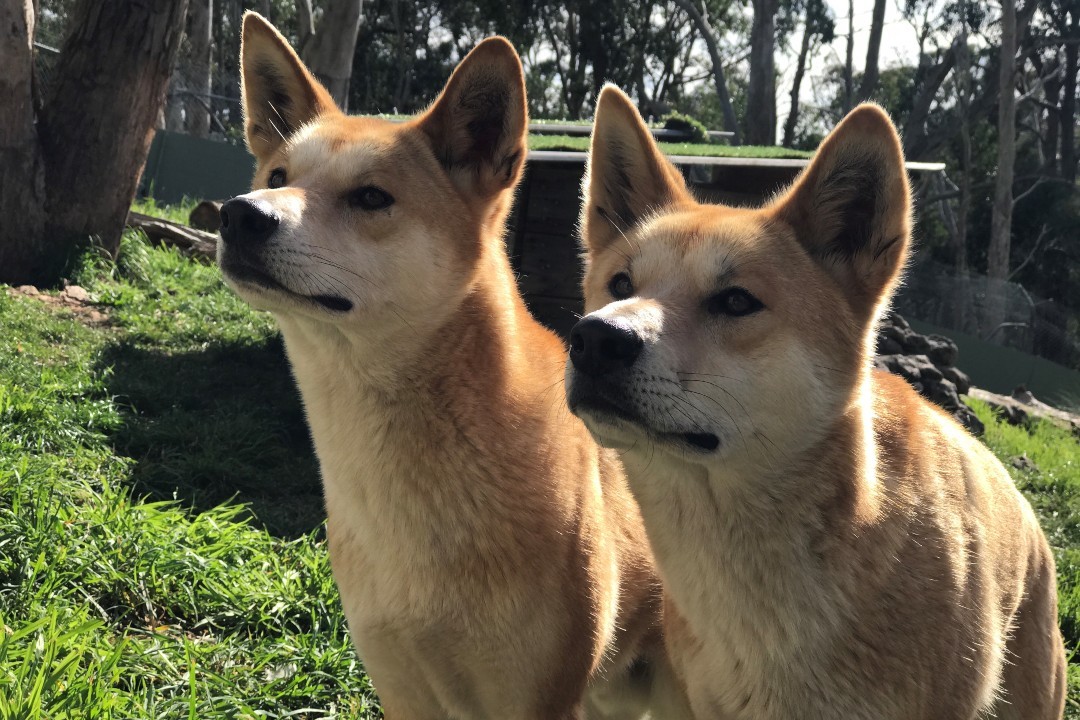 How to spend a day in South Australia’s Cleland Wildlife Park