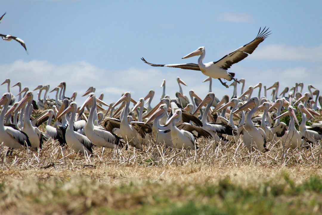 Jacks Point – Australian pelican breeding colony