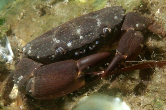 10 true crabs to spot in South Australia