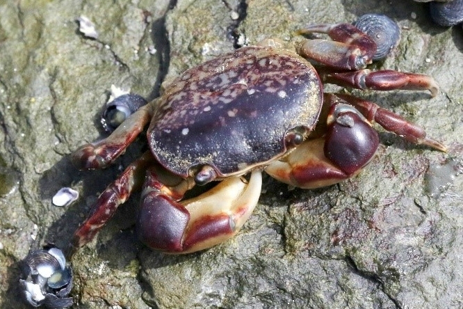 10 true crabs to spot in South Australia