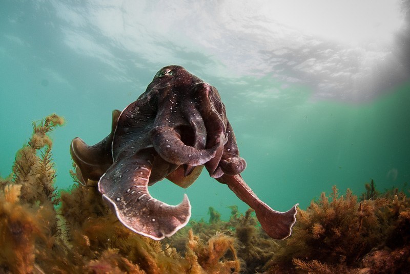 What it’s like to swim with giant Australian cuttlefish