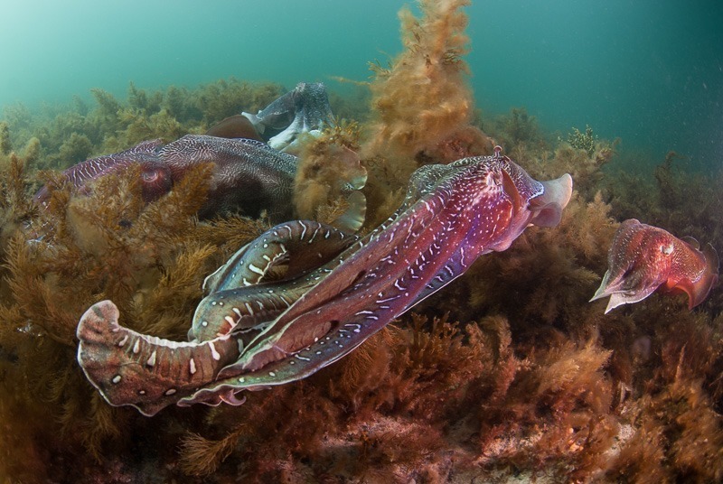 What it’s like to swim with giant Australian cuttlefish