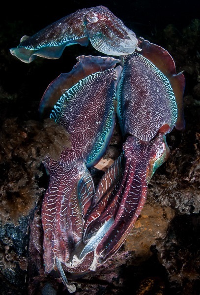 What it’s like to swim with giant Australian cuttlefish