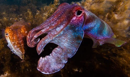 What it’s like to swim with giant Australian cuttlefish