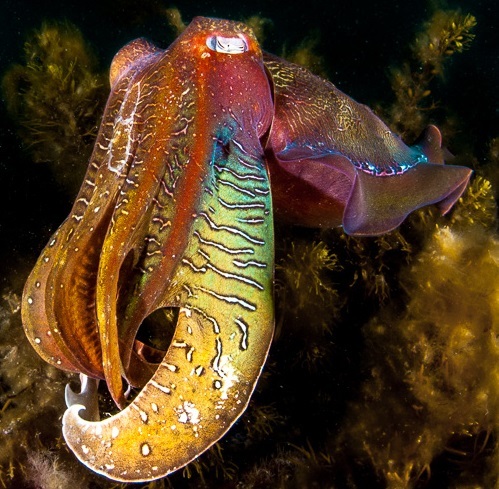 What it’s like to swim with giant Australian cuttlefish