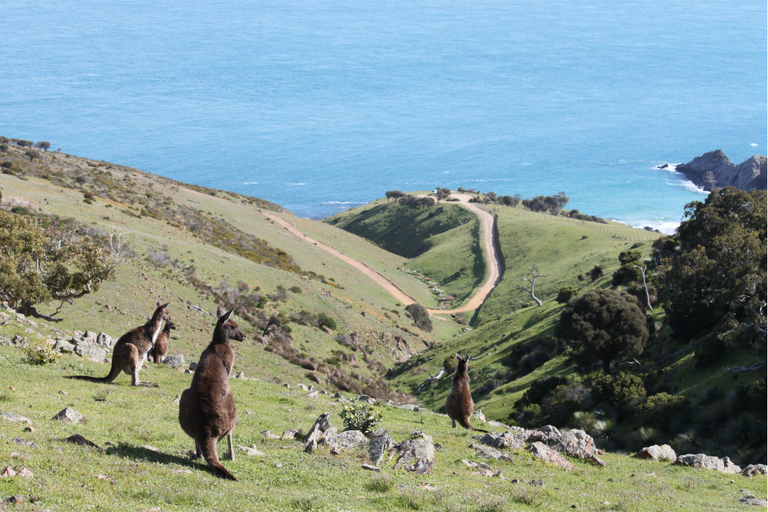 How to spend a day in South Australia’s Deep Creek National Park