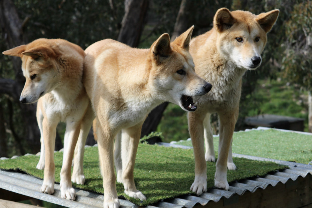 5 treasures in South Australia's Cleland National Park