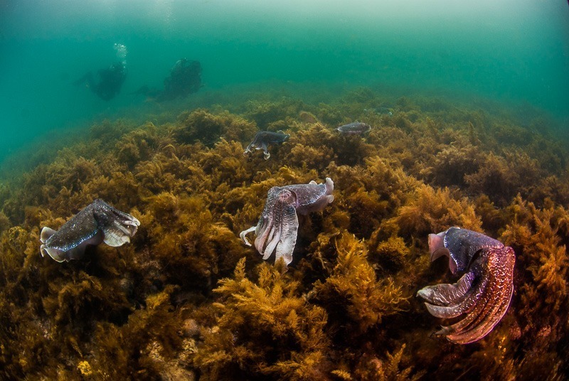 What it’s like to swim with giant Australian cuttlefish