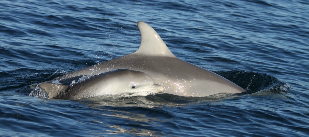 Celebrate South Australia’s marine life for World Oceans Day