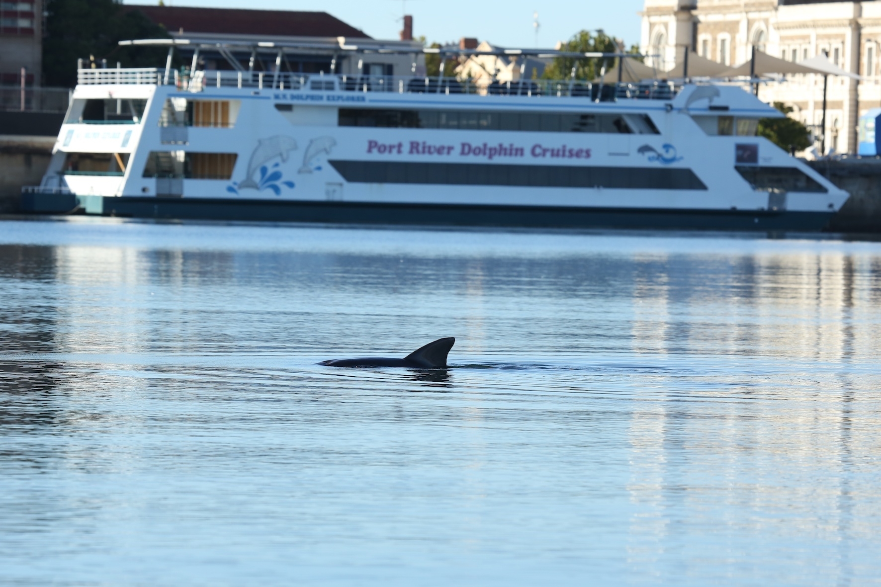 How to spend a day in Adelaide’s dolphin and bird sanctuaries