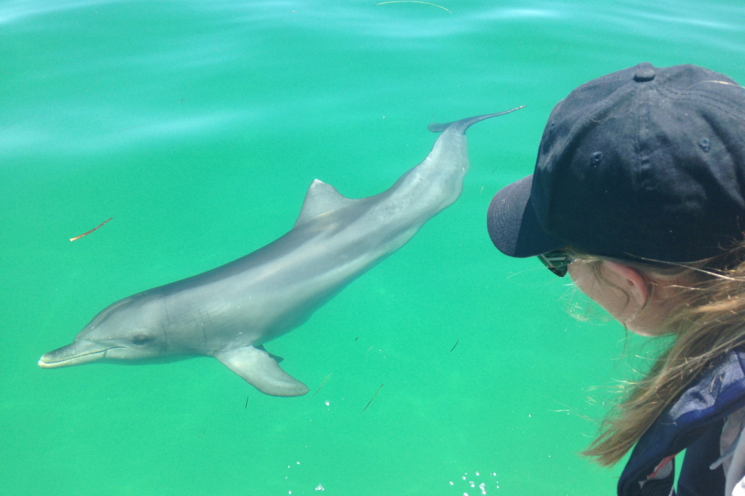 Ranger tips: Adelaide International Bird Sanctuary and Adelaide Dolphin Sanctuary