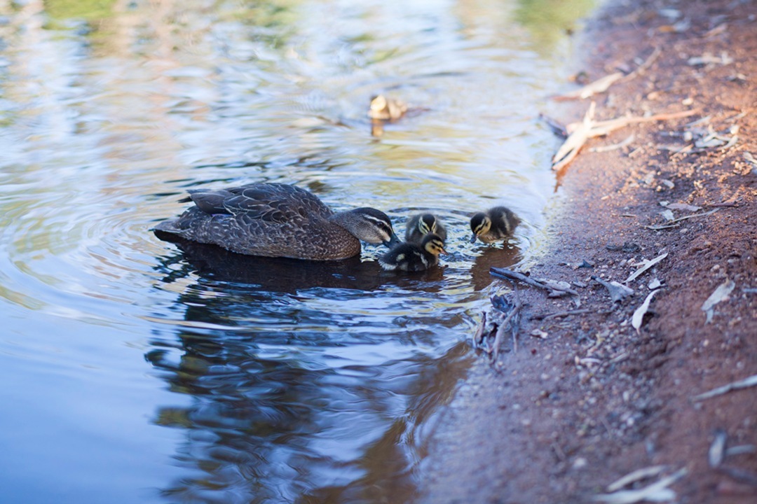 Top spots to see ducklings in Adelaide’s national parks