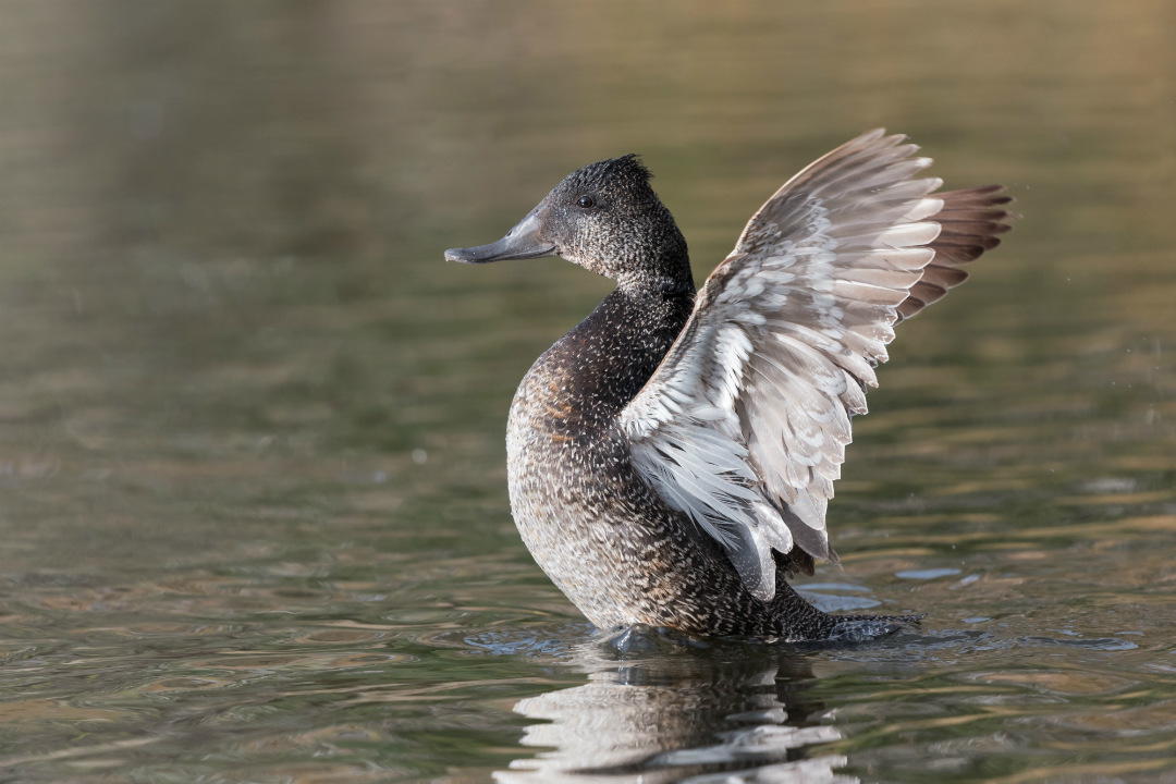 Top spots to see ducklings in Adelaide’s national parks