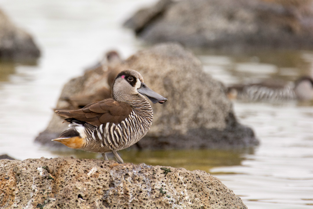 Top spots to see ducklings in Adelaide’s national parks