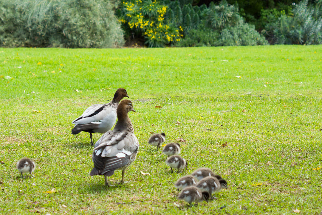 Top spots to see ducklings in Adelaide’s national parks