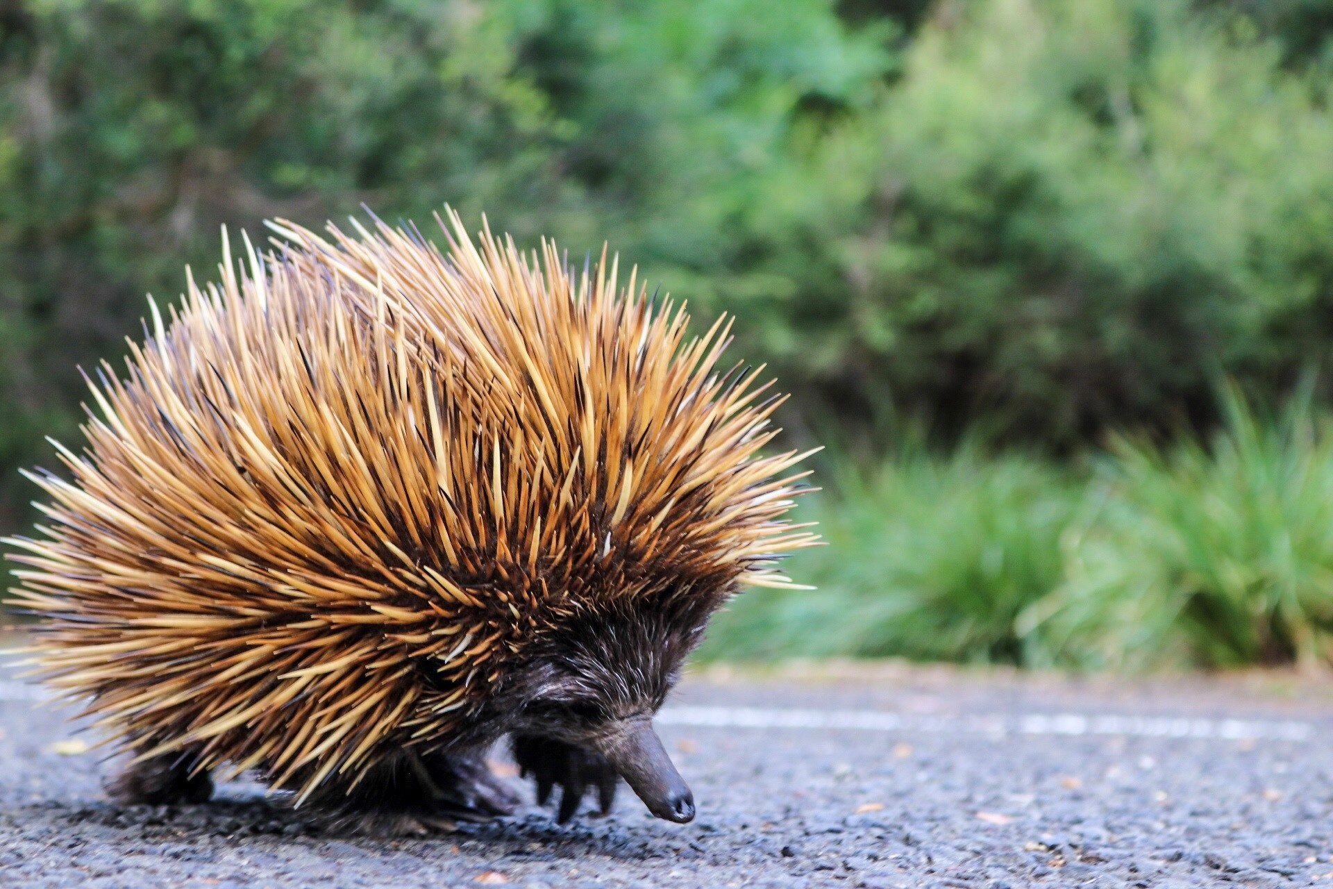 8 wildlife mysteries solved