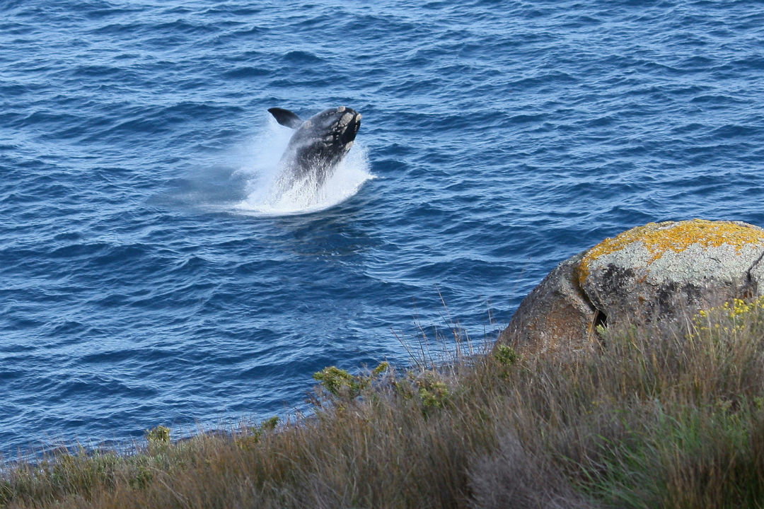 How to spend a day in Encounter Marine Park