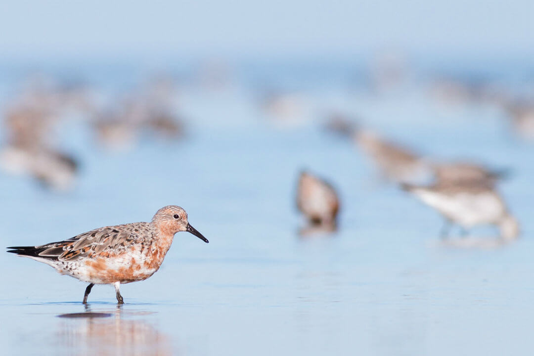 5 birds you’re likely to spot at Adelaide’s bird sanctuary