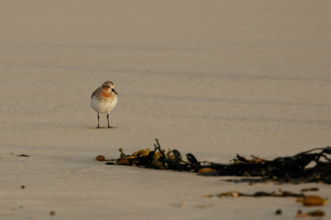 5 birds you’re likely to spot at Adelaide’s bird sanctuary