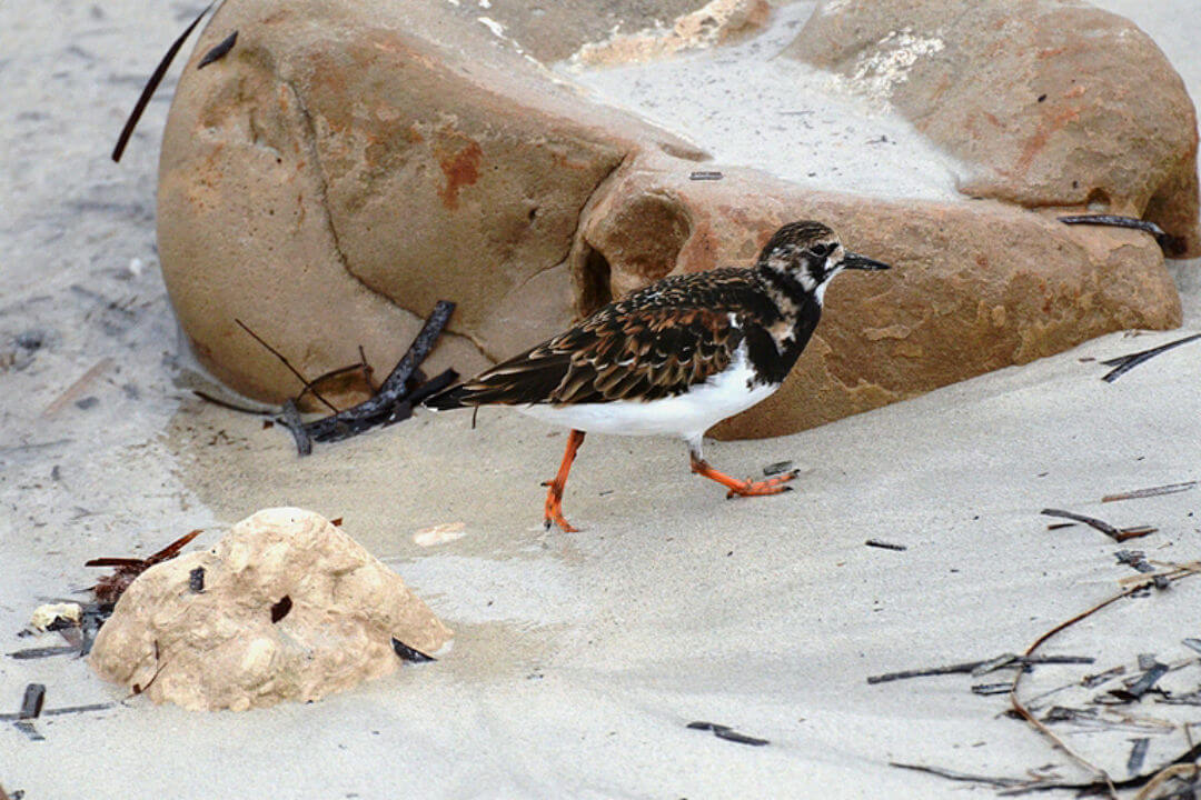 5 birds you’re likely to spot at Adelaide’s bird sanctuary