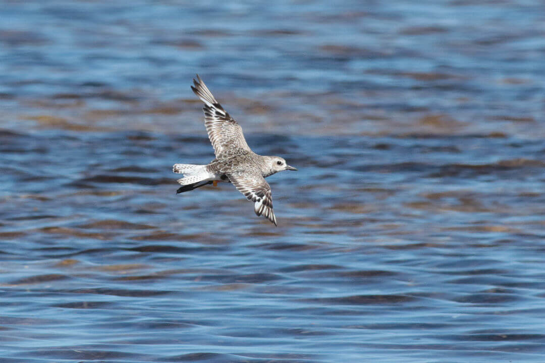 5 birds you’re likely to spot at Adelaide’s bird sanctuary