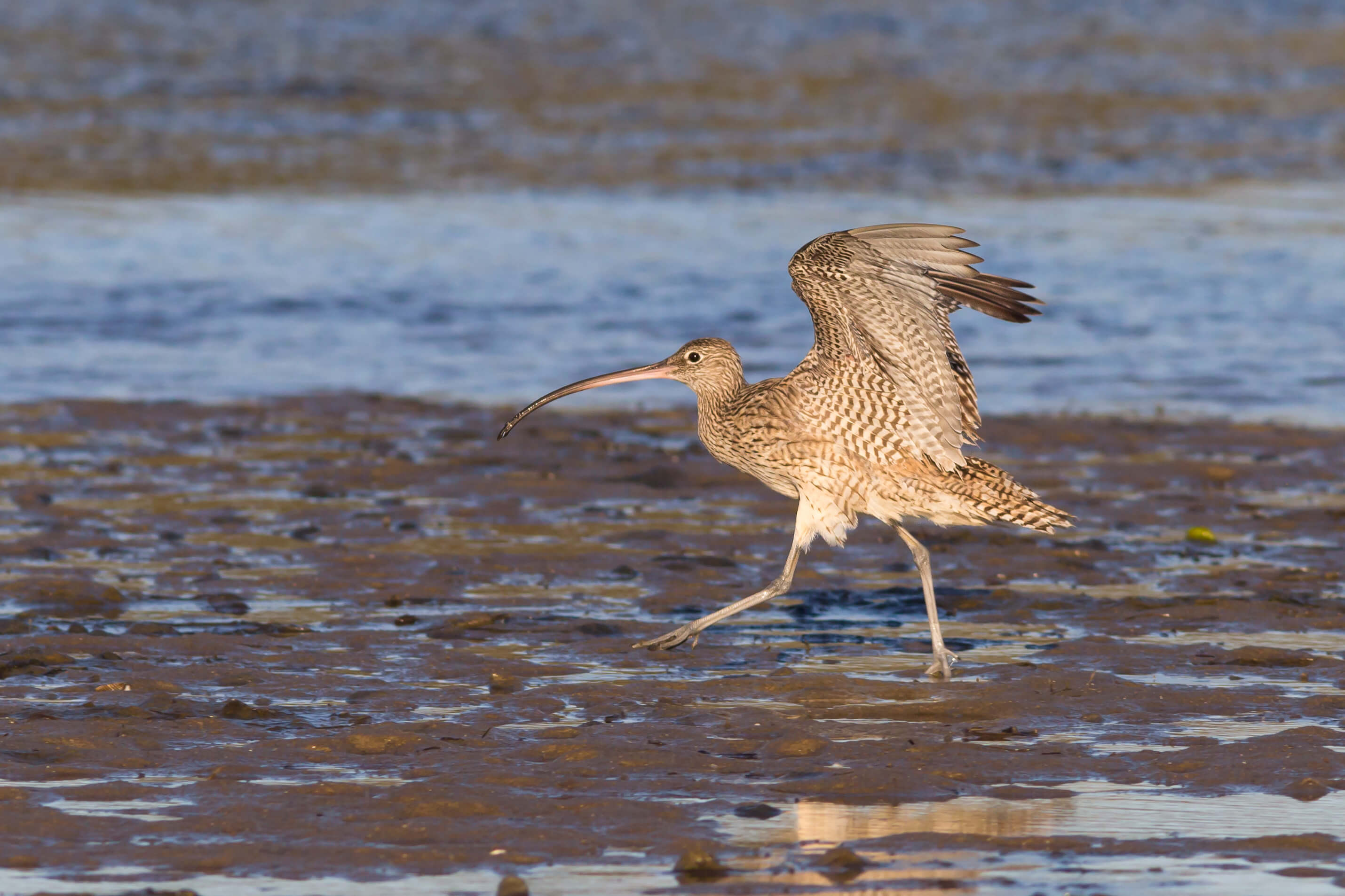 5 birds you’re likely to spot at Adelaide’s bird sanctuary