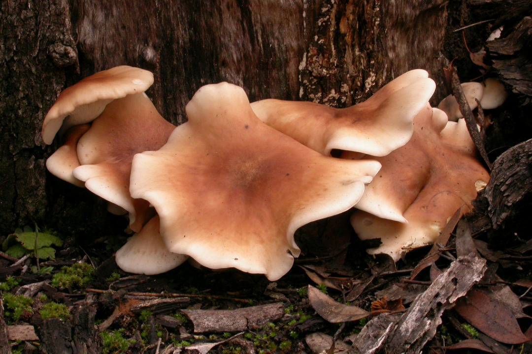 Ghost mushrooms produce light known as bioluminescence through an internal chemical reaction.