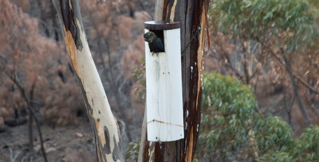 Find out how Kangaroo Island’s glossy black-cockatoos are going after the bushfires