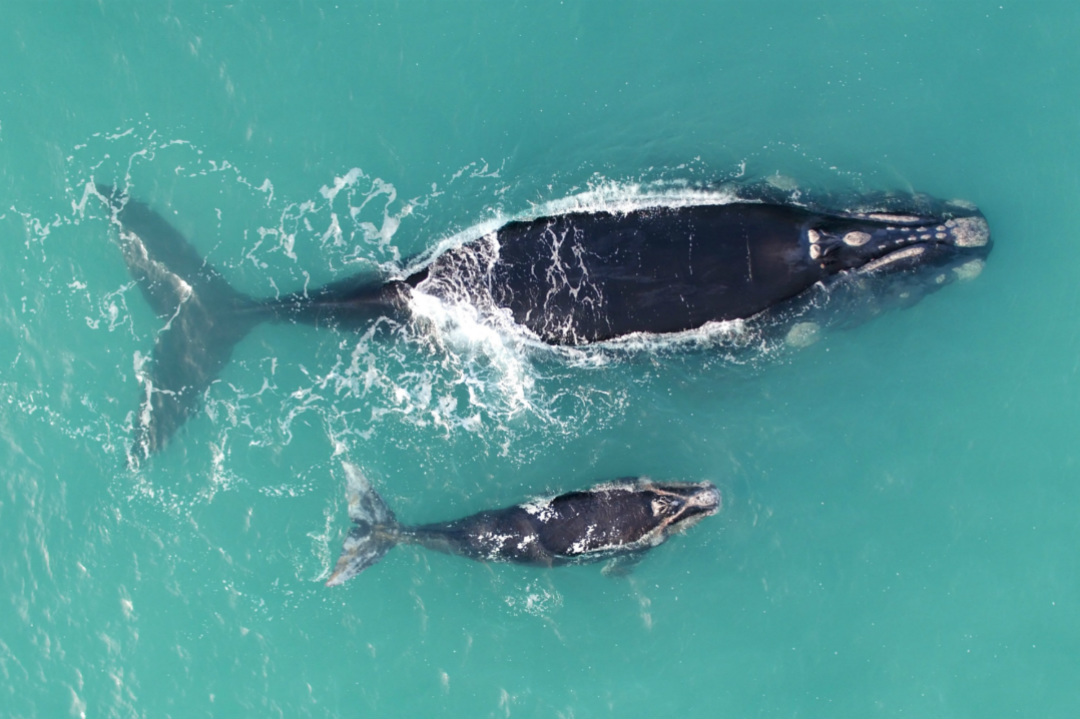 5 things to do on South Australia’s Granite Island