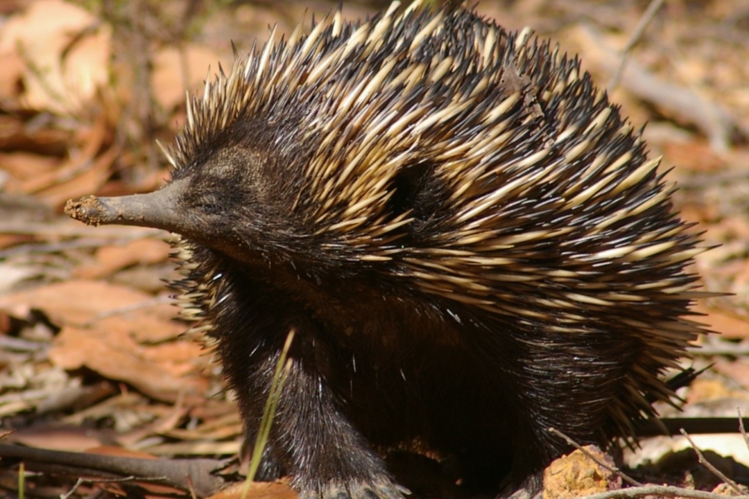 Take a walk in Hale Conservation Park: Hale Circuit Hike