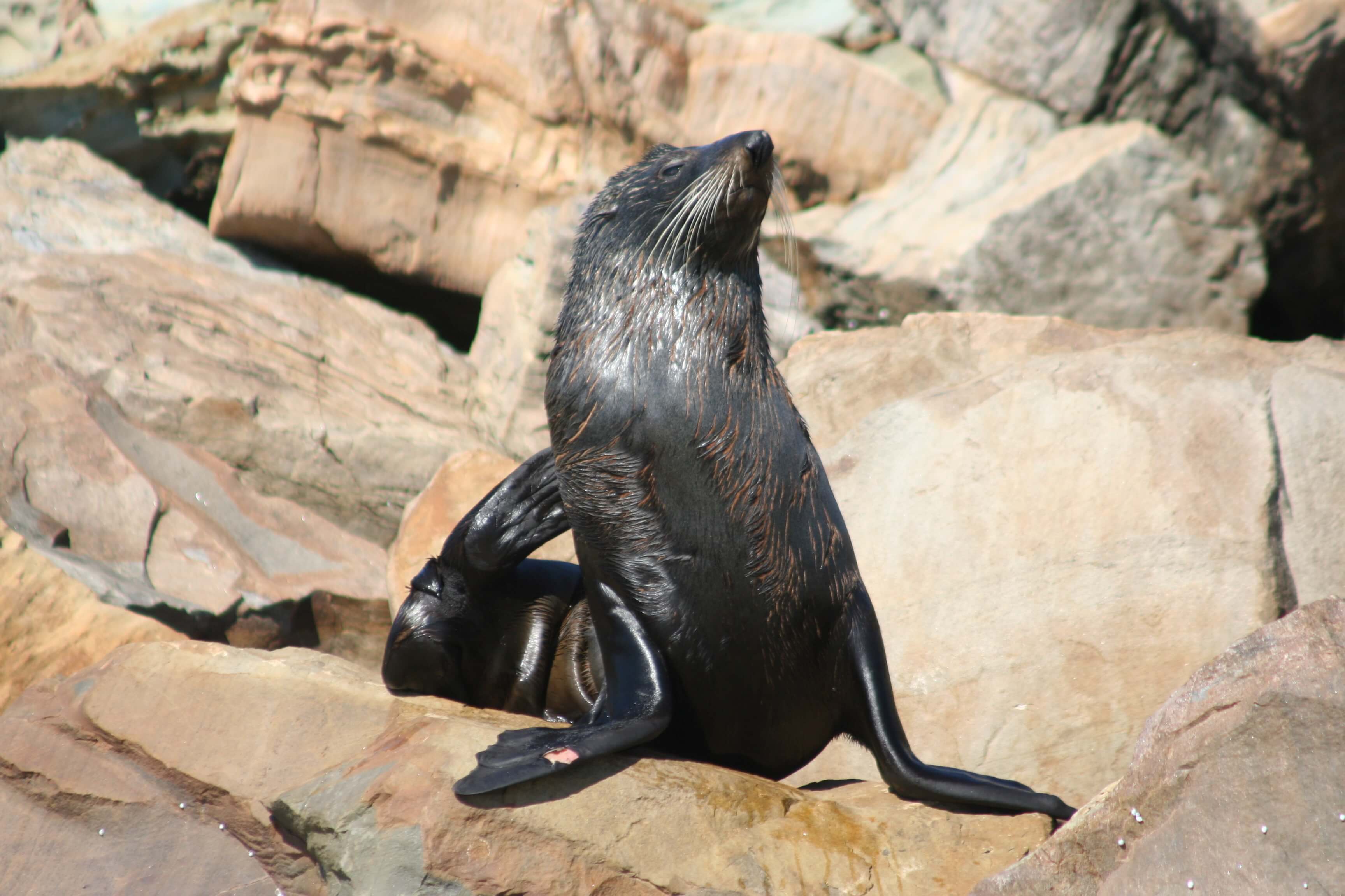 5 things you’ll find at Adelaide’s dolphin sanctuary