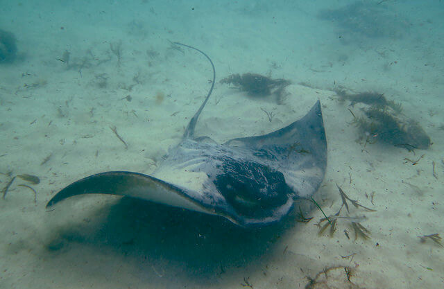 5 things you’ll find at Adelaide’s dolphin sanctuary