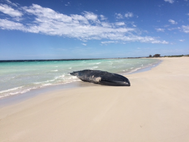 Pygmy blue whales visit SA's waters