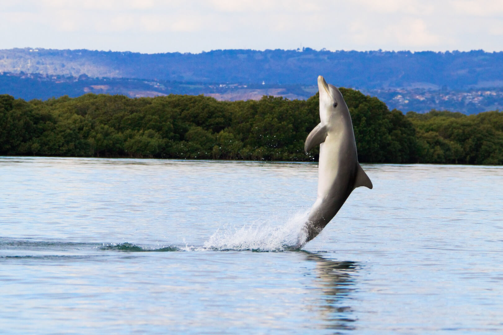 5 things you’ll find at Adelaide’s dolphin sanctuary