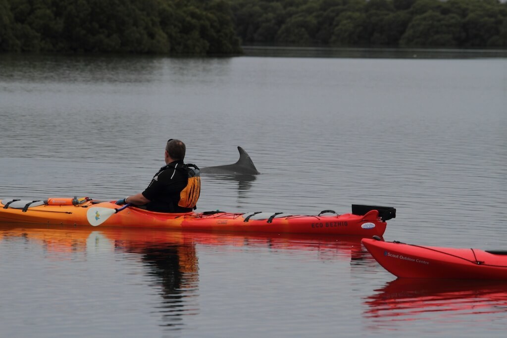 5 things you’ll find at Adelaide’s dolphin sanctuary